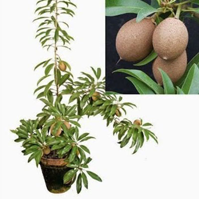 "Chiku plant - Click here to View more details about this Product